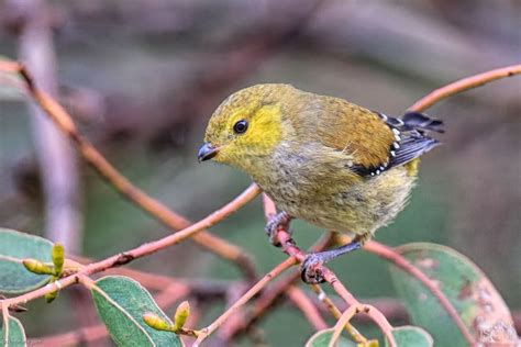 Burung Endemik Pulau Tasmania
